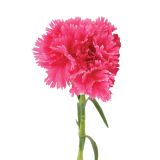 UMETNO CVETJE NAGELJ ENOJNI 62CM RB