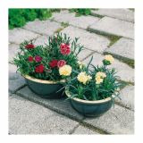 NAGELJ PREZIMNI L10.5 SUNFLOR