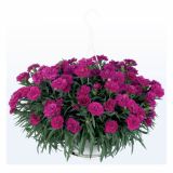 NAGELJ PREZIMNI L10.5 SUNFLOR