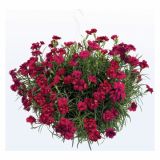 NAGELJ PREZIMNI L10.5 SUNFLOR