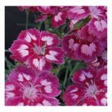 NAGELJ VOLMARY DIŠEČI L10.5