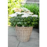 PE ZUNANJI LONEC KOŠEK NANNA NATUR 36 V40 CM