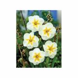 NARCISA HOLLAND BULB MARKET DELTA 12/14 5KOS