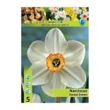 POMLADI CVETOČA ČEBULICA HOLLAND BULB MARKET NARCISA DROBNOCVETNA GOOSE GREEN 12/14 5 KOS