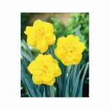 POMLADI CVETOČA ČEBULICA HOLLAND BULB MARKET NARCISA DVOJNA DOUBLE GOLD M.12/14 5KOS