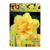 NARCISA HOLLAND BULB MARKET DVOJNA TAMAR FIRE 12/14 5 KOS