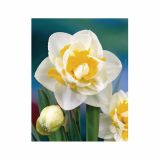 POMLADI CVETOČA ČEBULICA HOLLAND BULB MARKET NARCISA DVOJNA UNIQUE 12/14 5KOS