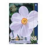 POMLADI CVETOČA ČEBULICA HOLLAND BULB MARKET NARCISA MINI ACTAEA 12/14 5KOS