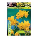 NARCISA HOLLAND BULB MARKET MINIATUR. T'TE-'-T'TE 10/12 5 KOS