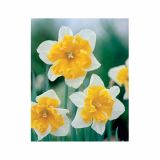POMLADI CVETOČA ČEBULICA HOLLAND BULB MARKET NARCISA PARISIENNE 12/14 5KOS