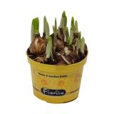 CVETOČA SOBNA RASTLINA NARCISA TETE A TETE L12