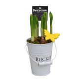 CVETOČA SOBNA RASTLINA NARCISA V VEDRU L10