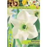 POMLADI CVETOČA ČEBULICA NARCISA VELIKOCVETN GREEN EYED LADY 12/14 5 KOS