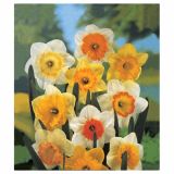 POMLADI CVETOČA ČEBULICA HOLLAND BULB MARKET NARCISA VELIKOCVETNA 40/1