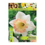 POMLADI CVETOČA ČEBULICA HOLLAND BULB MARKET NARCISA VELIKOCVETNA BRITISH GAMBLE 12/14