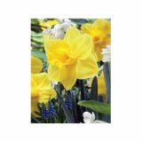 POMLADI CVETOČA ČEBULICA HOLLAND BULB MARKET NARCISA VELIKOCVETNA DUTCH MASTER 12/14 5KOS