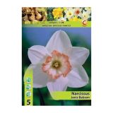 POMLADI CVETOČA ČEBULICA HOLLAND BULB MARKET NARCISA VELIKOCVETNA JANIS BABSON 12/14 5 KOS