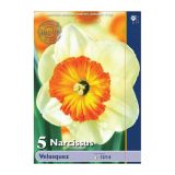 POMLADI CVETOČA ČEBULICA HOLLAND BULB MARKET NARCISA VELIKOCVETNA VELASQUEZ 12/14 5 KOS