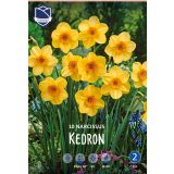 NARCISE  KEDRON