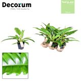 FILODENDRON NARROW ESCAPE L14