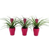 TILANCIJA NASAD OKR. LONEC L7