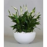 SPATIFIL NASAD Z SPATIFILOM L22