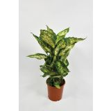 MIX ZELENIH RASTLIN NASADEK L12