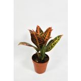 MIX ZELENIH RASTLIN NASADEK L12