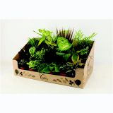 MIX ZELENIH RASTLIN NASADEK L9