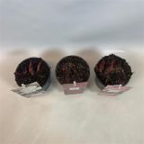 TRAJNICA NAVADNA POTONIKA MIX L13