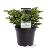 SMREKA NAVADNA LITTLE GEM L19