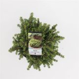 SMREKA NAVADNA LITTLE GEM L19