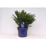 IGLAVEC NAVADNA TISA REPANDENS L23