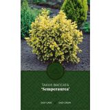 IGLAVEC NAVADNA TISA SEMPERAUREA L17