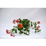 BRŠLJANKA NAVADNE BRŠLJANKE MIX L12