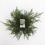 BRIN NAVADNI GREEN CARPET L19