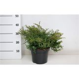 IGLAVEC NAVADNI BRIN REPANDA L23