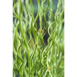 VODNE RASTLINE NAVADNI LOČEK L 9