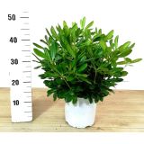 MEDITERANSKE RASTLINE NAVADNI PITOSPOR L19