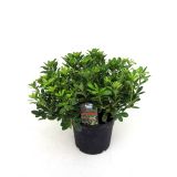 MEDITERANSKE RASTLINE NAVADNI PITOSPOR L19