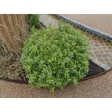 GRMOVNICA OKRASNA V LIST. NAVADNI PITOSPOR NANUM L24 V30