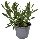 SIVKA NAZOBČANA L14