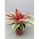 CVETOČA SOBNA RASTLINA NEOREGELIA MIX L12