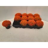 SOBNA ZELENA RASTLINA NERTERA ASTRID L8.5