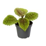 PILEJA NORFOLK MOON L6