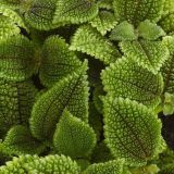 PILEJA NORFOLK MOON L6