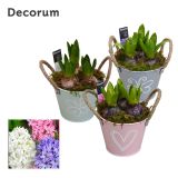 NOTRANJE NAMIZNE ČEBULICE HIJACINTA L13 V OKRASNEM LONČKU ARR.HYACINTHUS