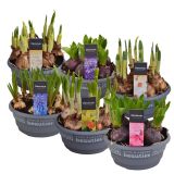 NOTRANJE NAMIZNE ČEBULICE MIX ČEBULIC L16