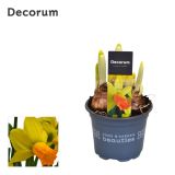 NOTRANJE NAMIZNE ČEBULICE NARCISA MIX L9