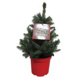 NOVOLETNI IGLAVEC SMREKA SUPER BLUE 35-40 L23